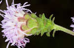 Appalachian blazing star